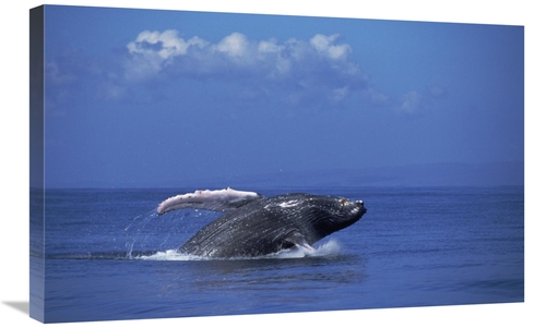 Global Gallery GCS-451036-30-142 30 in. Humpback Whale Breaching, 
