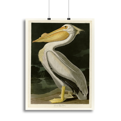 American White Pelican by Audubon Canvas Print or Poster