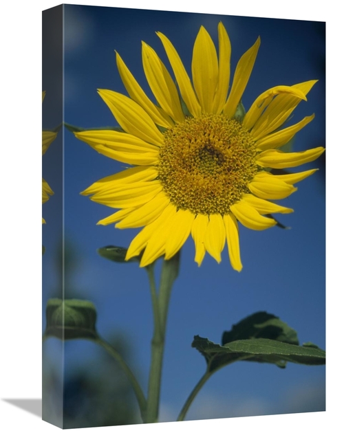 Global Gallery GCS-451954-1218-142 12 x 18 in. Common Sunflower Flower