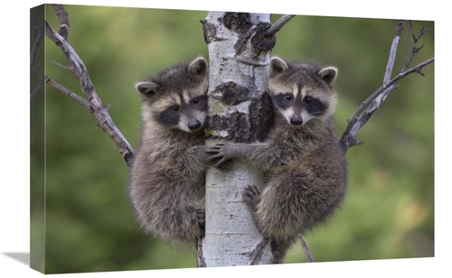 Global Gallery GCS-396250-1624-142 16 x 24 in. Raccoon Two Babies Clim