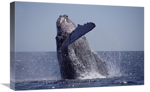 Global Gallery GCS-451037-1624-142 16 x 24 in. Humpback Whale Breachin