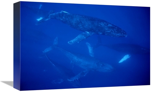 Global Gallery GCS-450932-1218-142 12 x 18 in. Humpback Whale Travelin