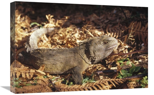 Global Gallery GCS-451174-1624-142 16 x 24 in. Tuatara 70 Year Old Mal