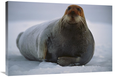 Global Gallery GCS-450931-2436-142 24 x 36 in. Bearded Seal Dyed Red F