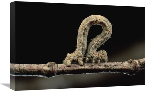 Global Gallery GCS-451021-1624-142 16 x 24 in. Creosotebush Caterpilla