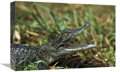 Global Gallery GCS-452402-1218-142 12 x 18 in. New Guinea Crocodile Ba