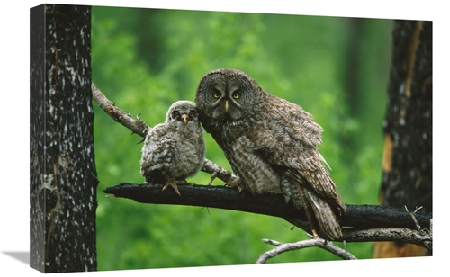 Global Gallery GCS-453326-1624-142 16 x 24 in. Great Gray Owl Adult wi