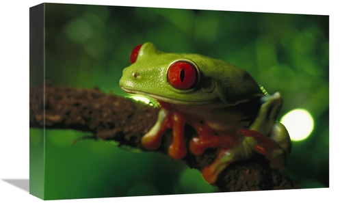 Global Gallery GCS-397508-1218-142 12 x 18 in. Red-Eyed Tree Frog Port