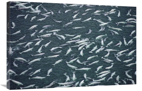 Global Gallery GCS-450727-2436-142 24 x 36 in. Beluga Whale, Hundr