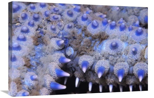 Global Gallery GCS-397588-2030-142 20 x 30 in. Spiny Starfish Close Up