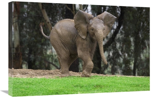 Global Gallery GCS-450848-2030-142 20 x 30 in. Playful African Elephan