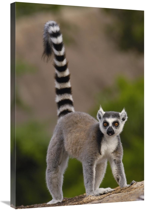 Global Gallery GCS-397952-2436-142 24 x 36 in. Ring-Tailed Lemur Portr