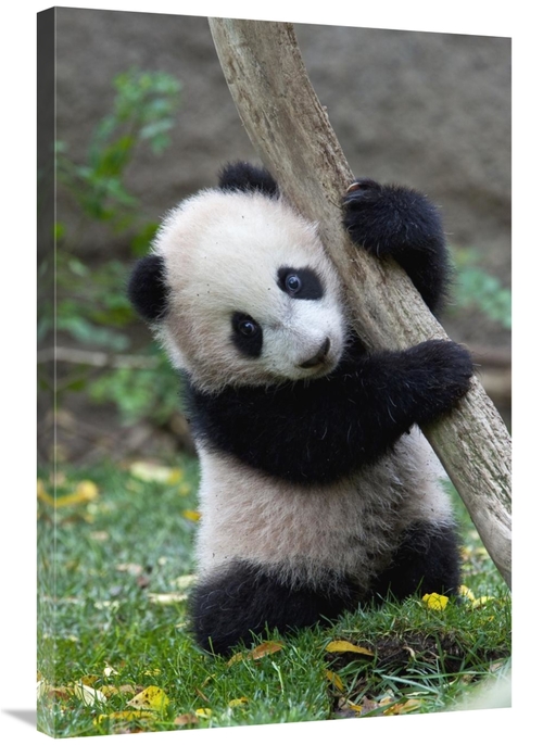 Global Gallery GCS-398139-2436-142 24 x 36 in. Giant Panda Cub, Na