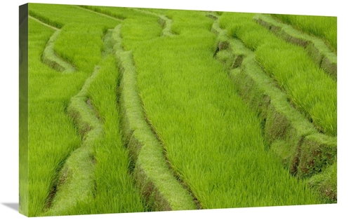 Global Gallery GCS-398084-2030-142 20 x 30 in. Terraced Rice Paddy&#44