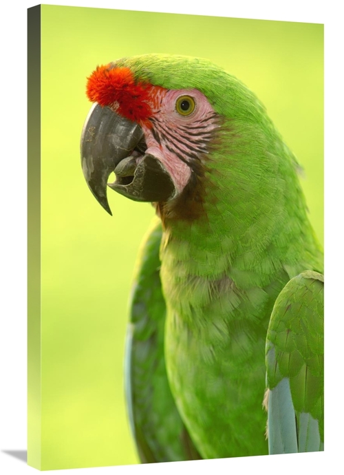 Global Gallery GCS-453213-2030-142 20 x 30 in. Military Macaw Portrait