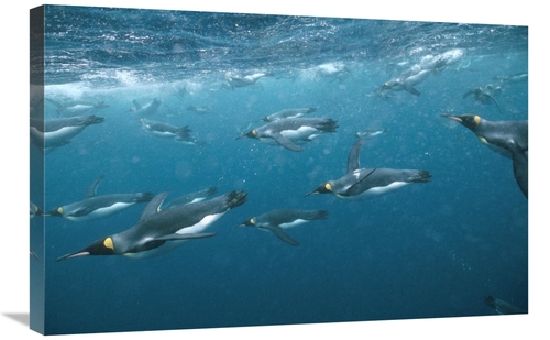 Global Gallery GCS-451048-2030-142 20 x 30 in. King Penguin Group Swim