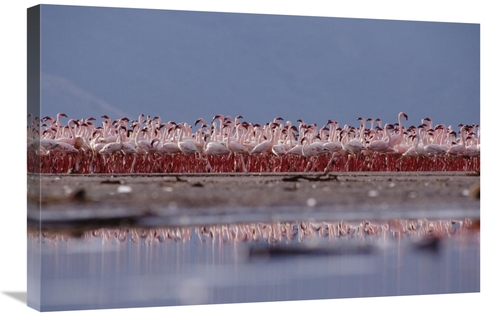 Global Gallery GCS-451978-2030-142 20 x 30 in. Lesser Flamingo Flock P