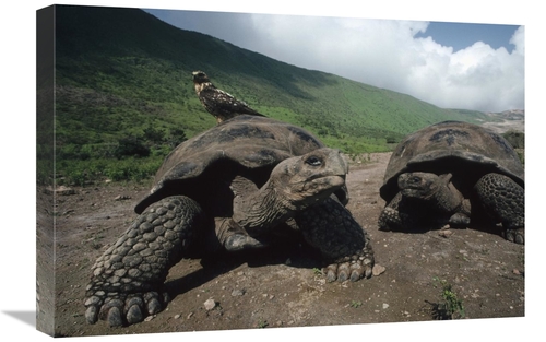 Global Gallery GCS-451166-1624-142 16 x 24 in. Volcan Alcedo Giant Tor