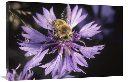 Global Gallery GCS-452340-2436-142 24 x 36 in. Honey Bee Collecting Po