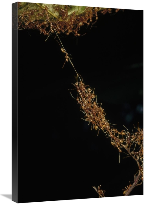 Global Gallery GCS-450560-2030-142 20 x 30 in. Weaver Ants Forming A B