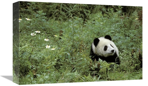 Global Gallery GCS-397984-1218-142 12 x 18 in. Giant Panda Year Old Ma