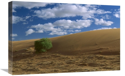 Global Gallery GCS-452569-1624-142 16 x 24 in. Spinifex Grass on Sand 