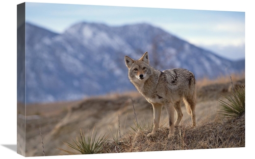 Global Gallery GCS-452297-1624-142 16 x 24 in. Coyote on Ridge Line&#4