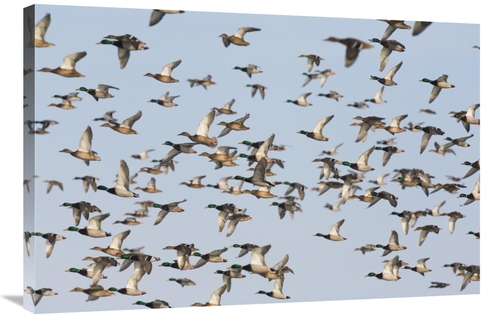 Global Gallery GCS-452604-2436-142 24 x 36 in. Mallard Flock Flying&#4