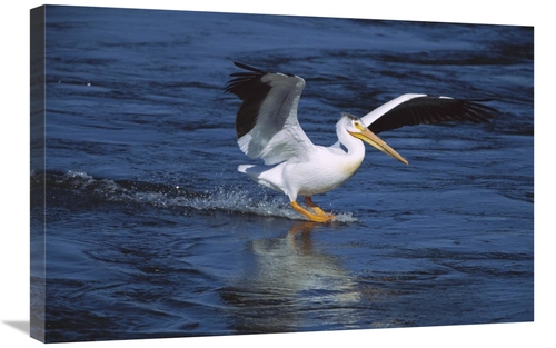 Global Gallery GCS-453324-2030-142 20 x 30 in. American White Pelican 