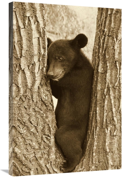 Global Gallery GCS-397485-2436-142 24 x 36 in. Asiatic Black Bear Four