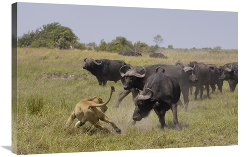 Global Gallery GCS-453271-2436-142 24 x 36 in. African Lion Evading Re