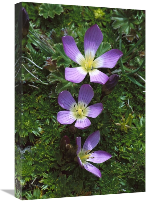 Global Gallery GCS-451642-1624-142 16 x 24 in. Andean Flowers in Boggy