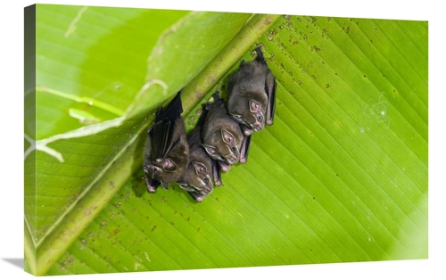 Global Gallery GCS-452687-2030-142 20 x 30 in. Peters Tent-Making Bats