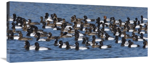 Global Gallery GCS-398301-40-142 40 in. Lesser Scaup Flock on Lake&#44