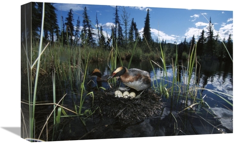 Global Gallery GCS-451917-1218-142 12 x 18 in. Horned Grebe Pair At Ne