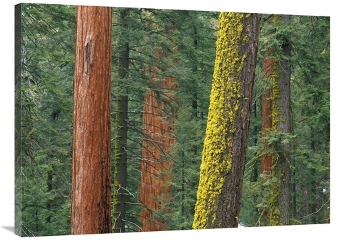 Global Gallery GCS-452058-3040-142 30 x 40 in. Giant Sequoia Trees in 