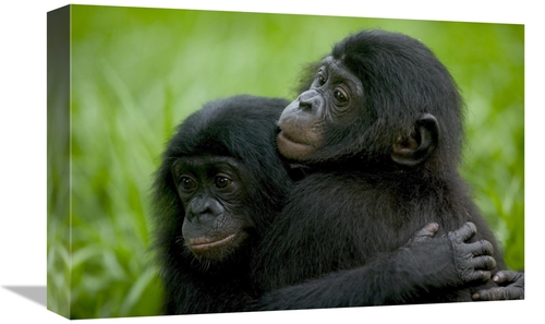 Global Gallery GCS-398114-1218-142 12 x 18 in. Bonobo Pair of Orphans 