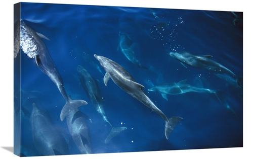 Global Gallery GCS-450720-2030-142 20 x 30 in. Bottlenose Dolphin Pod&