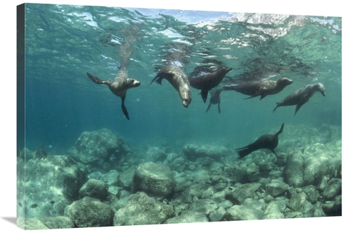 Global Gallery GCS-450622-2436-142 24 x 36 in. California Sea Lions Pl