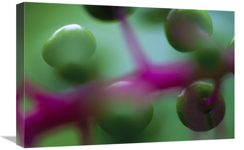 Global Gallery GCS-398573-1624-142 16 x 24 in. Fruit of An Understory 