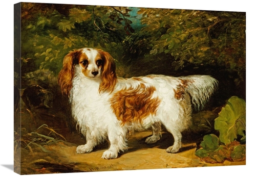 Global Gallery GCS-267576-30-142 30 in. A Blenheim Cavalier King Charl