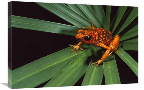 20 x 30 in. Splendid Poison Dart Frog on Bromeliad, Dorango Esmera