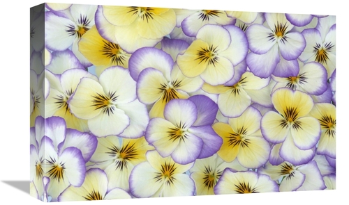 Global Gallery GCS-398292-1218-142 12 x 18 in. Violet Flowers in White