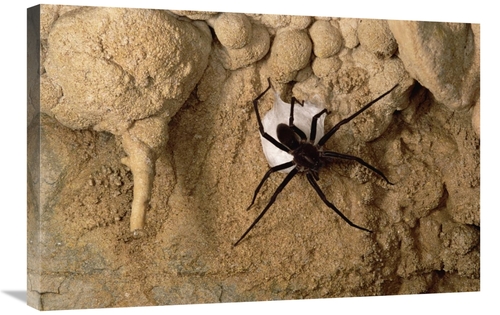 Global Gallery GCS-450561-2030-142 20 x 30 in. Cave Tarantula with Egg