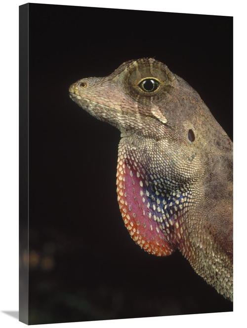 Global Gallery GCS-450923-2030-142 20 x 30 in. Anolis Lizard Portrait&