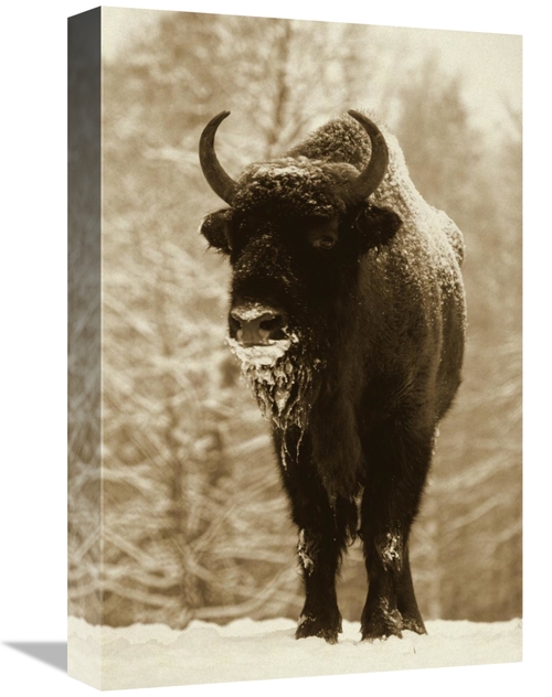 Global Gallery GCS-398245-1218-142 12 x 18 in. European Bison or Wisen