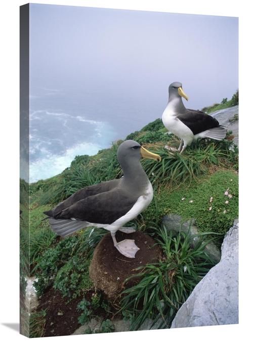 Global Gallery GCS-451774-2030-142 20 x 30 in. Chatham Albatrosses Nes