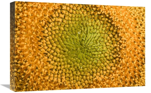 Global Gallery GCS-398111-1624-142 16 x 24 in. Common Sunflower Close 