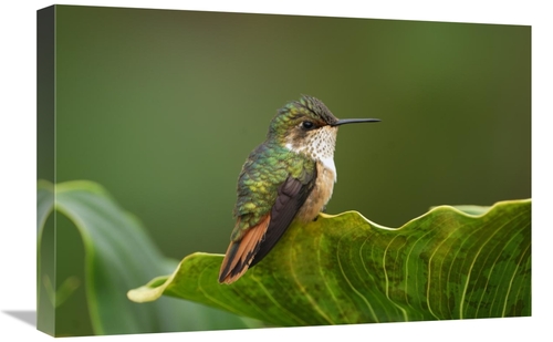 Global Gallery GCS-397642-1624-142 16 x 24 in. Scintillant Hummingbird