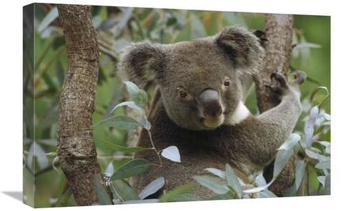Global Gallery GCS-452880-1624-142 16 x 24 in. Koala Male in Eucalyptu